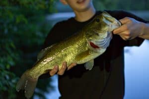 What To Expect On Your First Lake Okeechobee Bass Fishing Trip