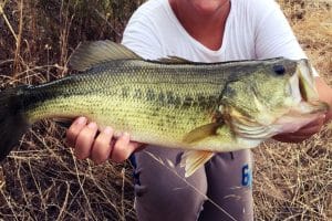 7 Expert Tips on How to Catch Large Mouth Bass at the Lake
