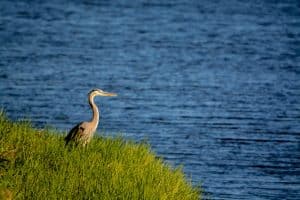 The History Of Lake Okeechobee And Why It's A Must-Visit Fishing Destination