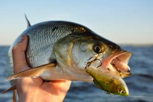 What Gear Should You Bring For A Guided Fishing Trip On Lake Okeechobee?