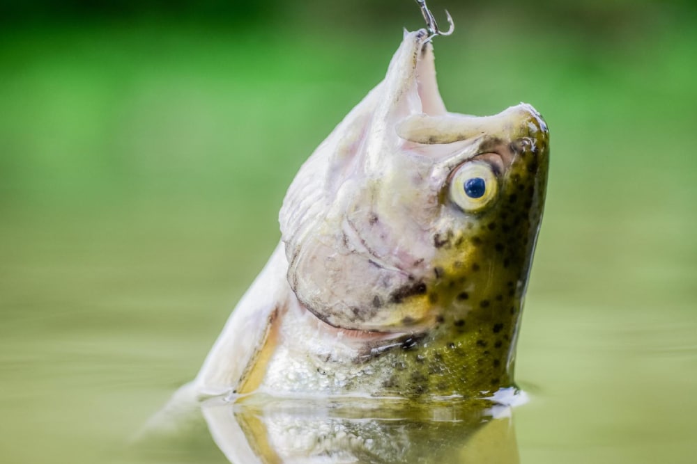 Florida Bass Vs. Largemouth Bass: How To Tell Them Apart