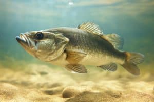 Bass Fishing In Summer_ What You Need To Know