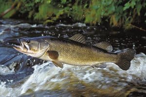 10 Black Bass Fishing Tips For Every Skill Level